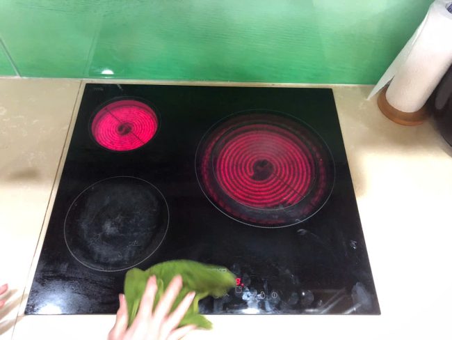 sửa chữa bếp điện từ beko giá rẻ tại nhà